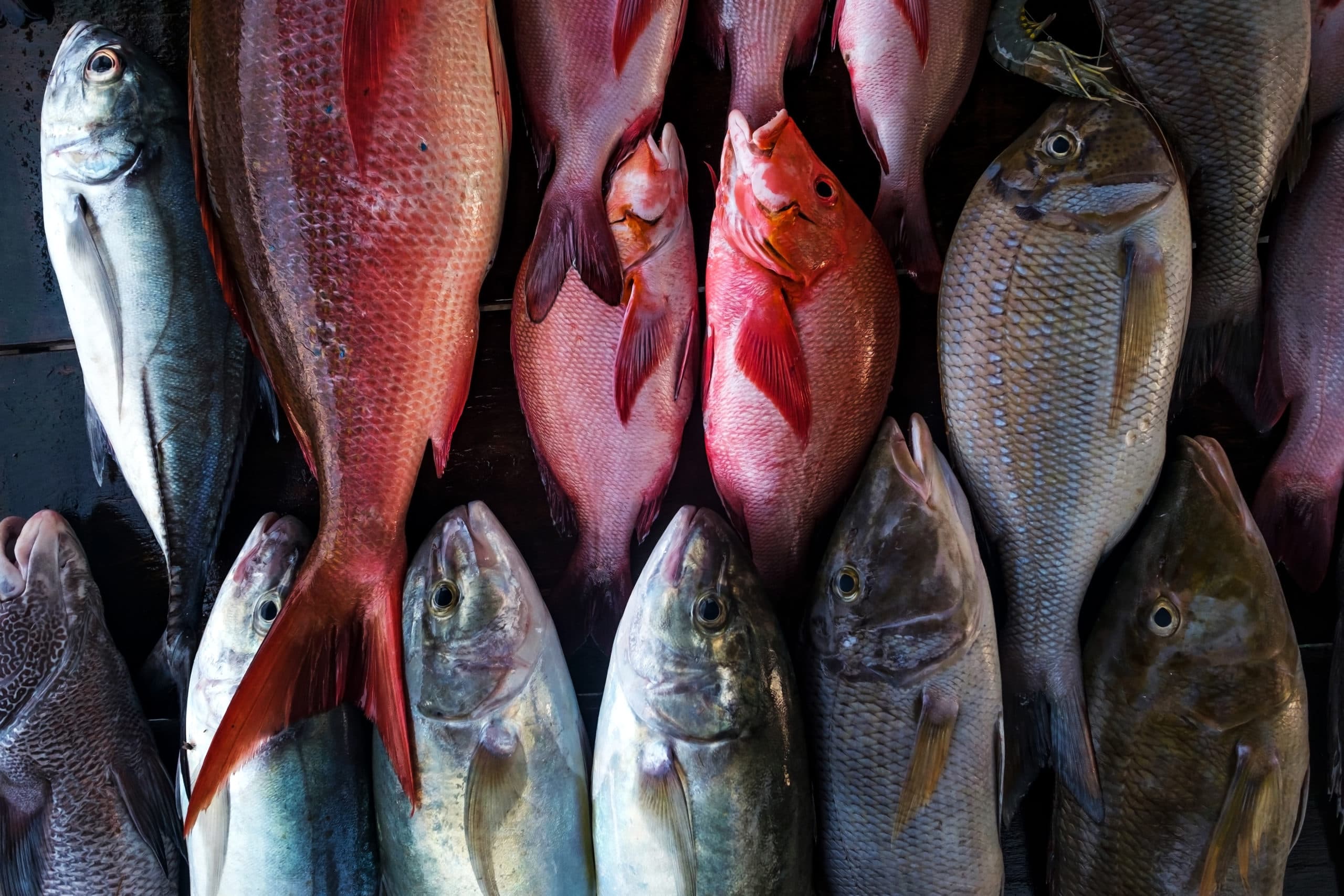 Frische rote und silbrige Fische dicht nebeneinander